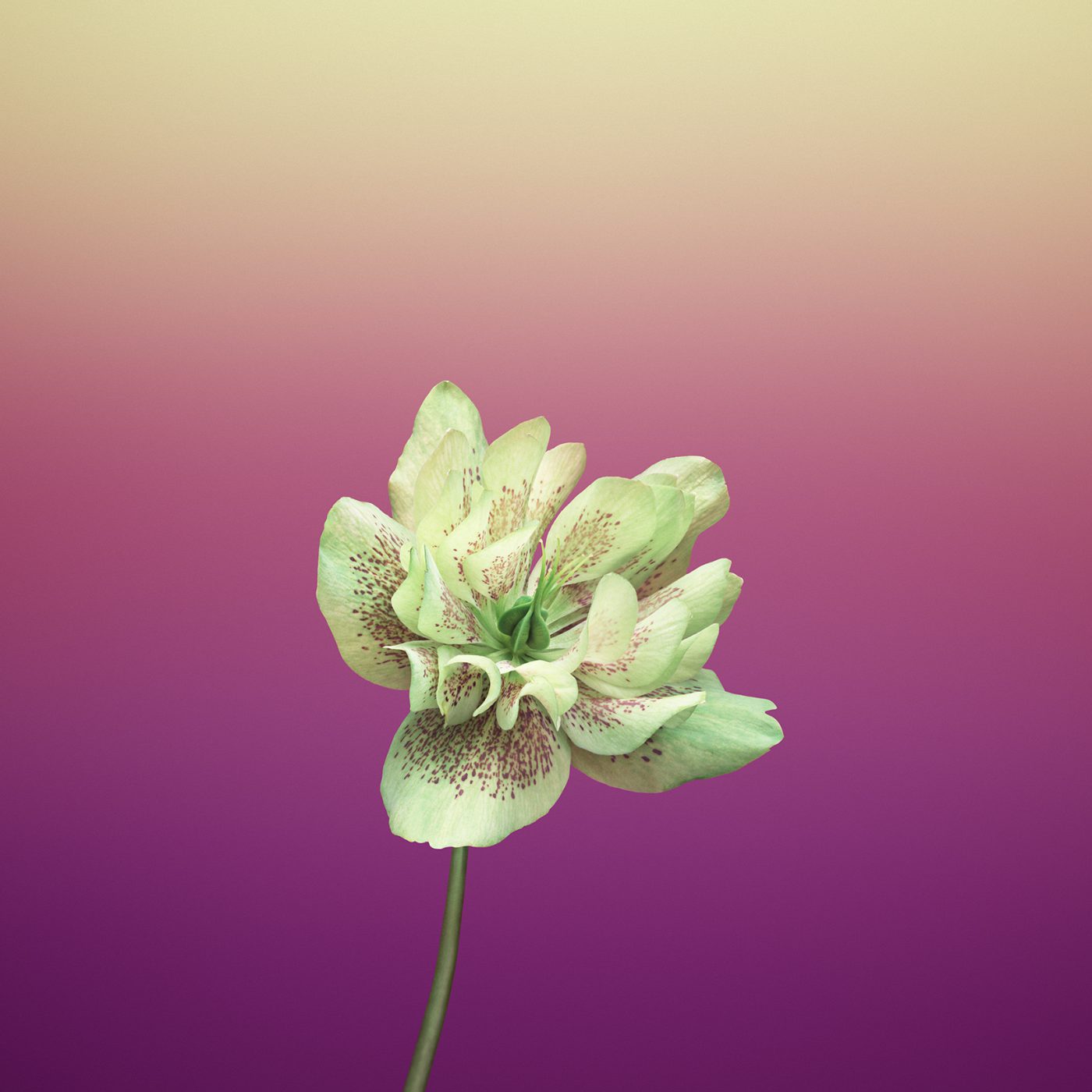 ios_11_gm_wallpaper_flower_helleborus – AppleDigger